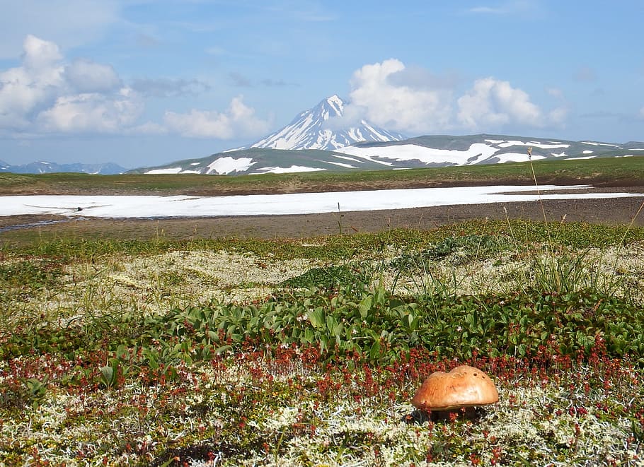 Kamchatka, meseta montañosa, setas, tundra, volcán, la nieve, verano, agosto, montañas, arbustos