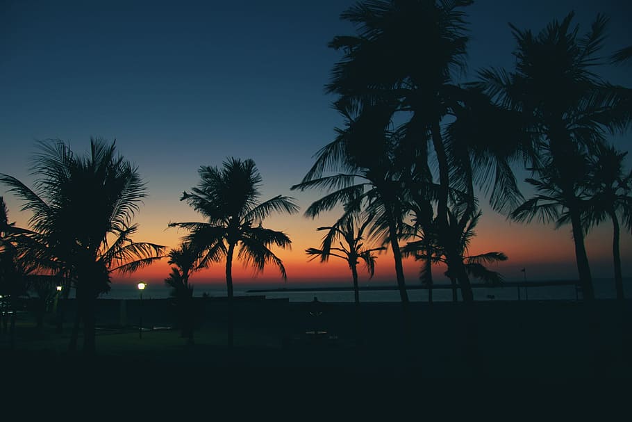 palmeiras do sol, sem nuvens, pôr do sol, palmas das mãos, céu, praia, dubai, natureza, noite, mar