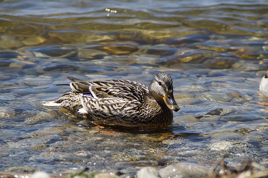 ducks, mallards, birds, duck bird, water bird, aquatic animal, animal, swim, lake, pond
