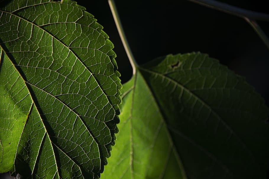 foglia, nature, ombra, luce, giardino, pianta, garden, plant, flora, leaf