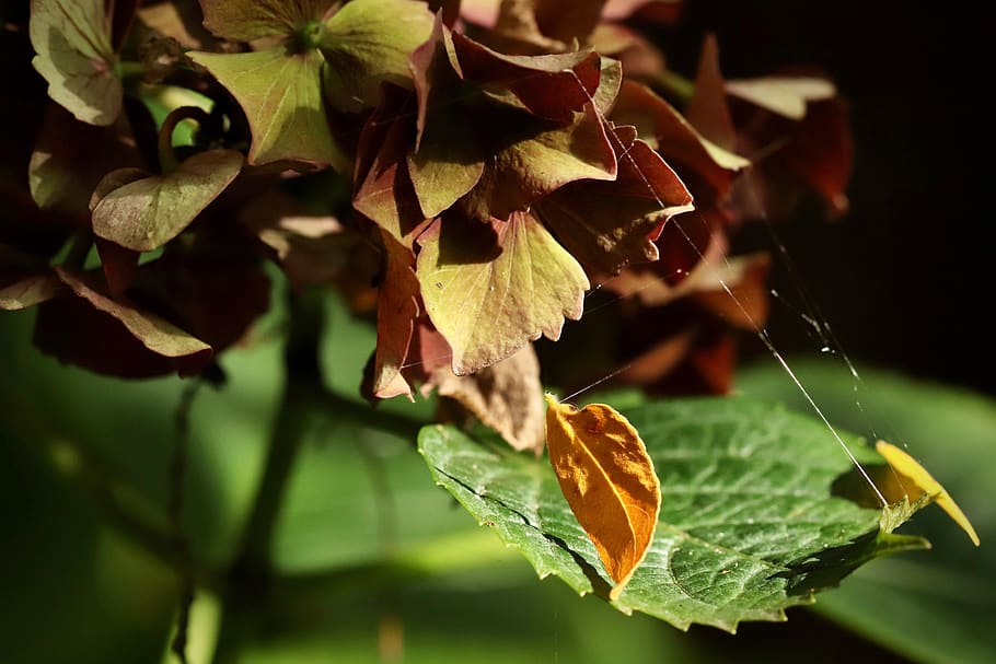 hortensia, flor de hortensia, seca, trockenblume, pétalos, flor, planta,  jardín, hoja, luz | Pxfuel