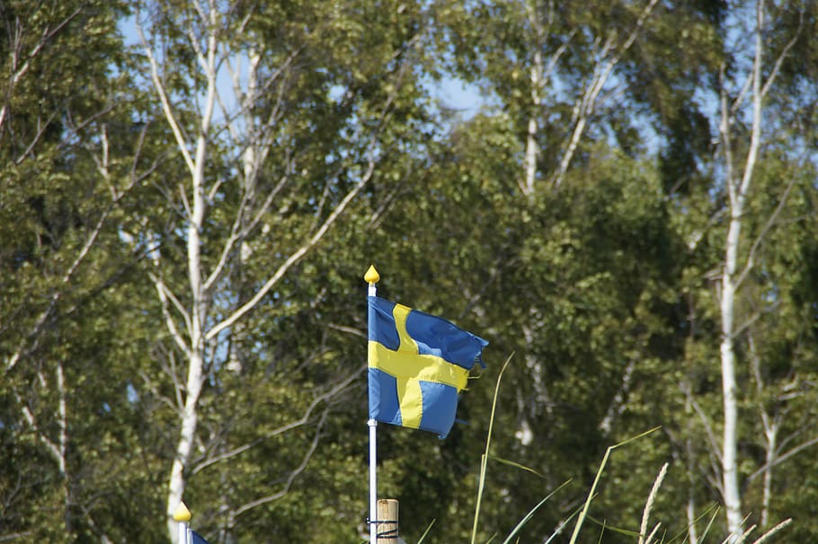 birch, sweden, flag, swedish, swedish flag, tree, plant, patriotism, low angle view, nature