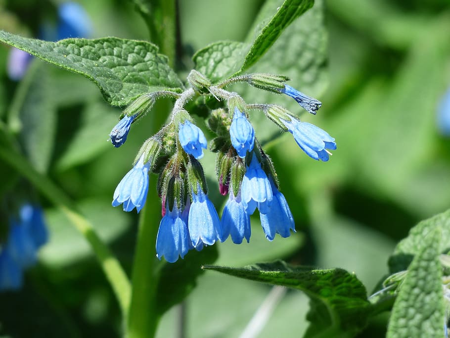 consuelda áspera, flor, azul, symphytum asperum, matricaria del Cáucaso, raublattgewächs, boraginaceae, floración, flora, plantas