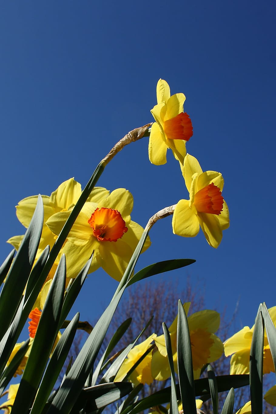 daffodil, flower, spring, yellow, colorful, flowering plant, plant, freshness, sky, vulnerability