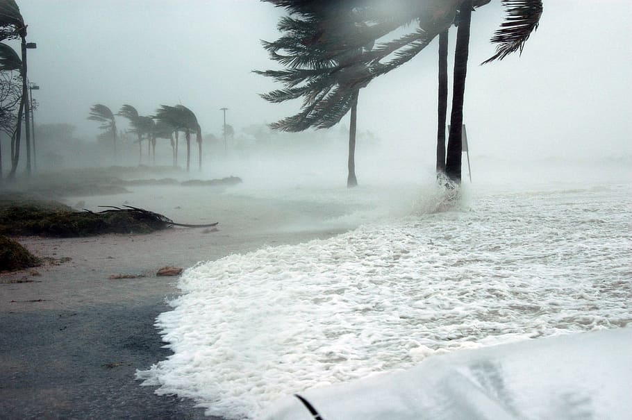 바다 물결, 코코넛 나무, 낮, 키 웨스트, 플로리다, 허리케인, 데니스, 폭풍, 서지, 물