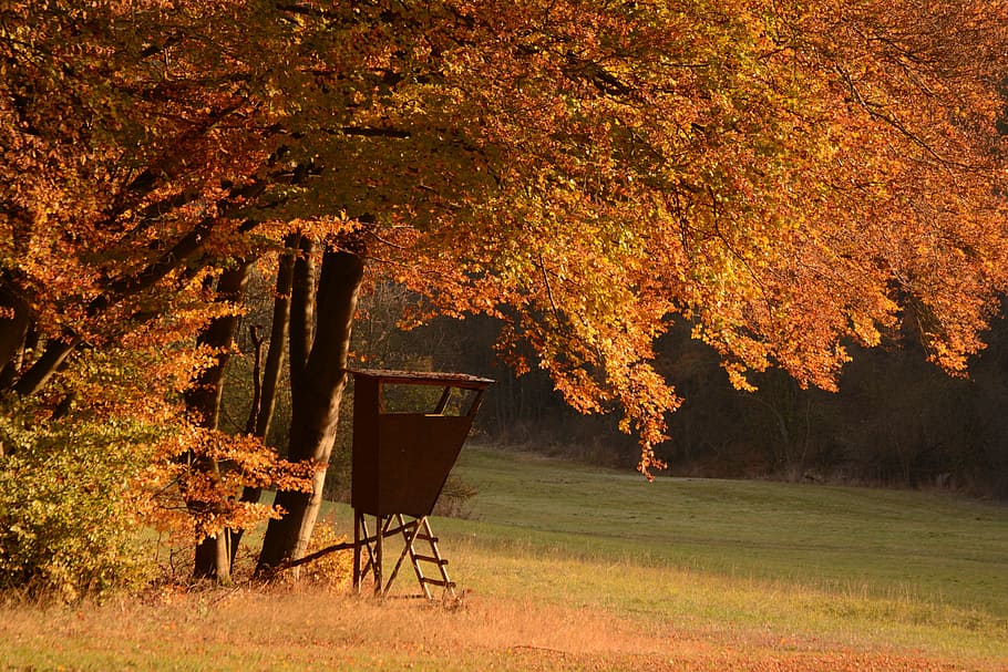naranja, amarillo, árboles, campo, durante el día, bosque de otoño, perca, follaje de otoño, asiento de caza, asiento de cazador