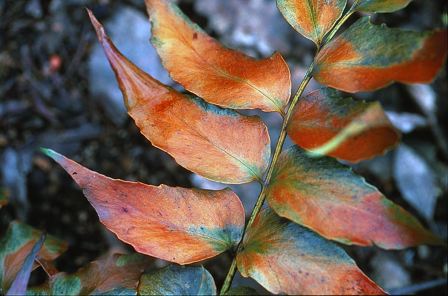 Cyrtomium falcatum, casa, acebo, acebo japonés, hojas marrones, parte de la planta, hoja, otoño, primer plano, planta