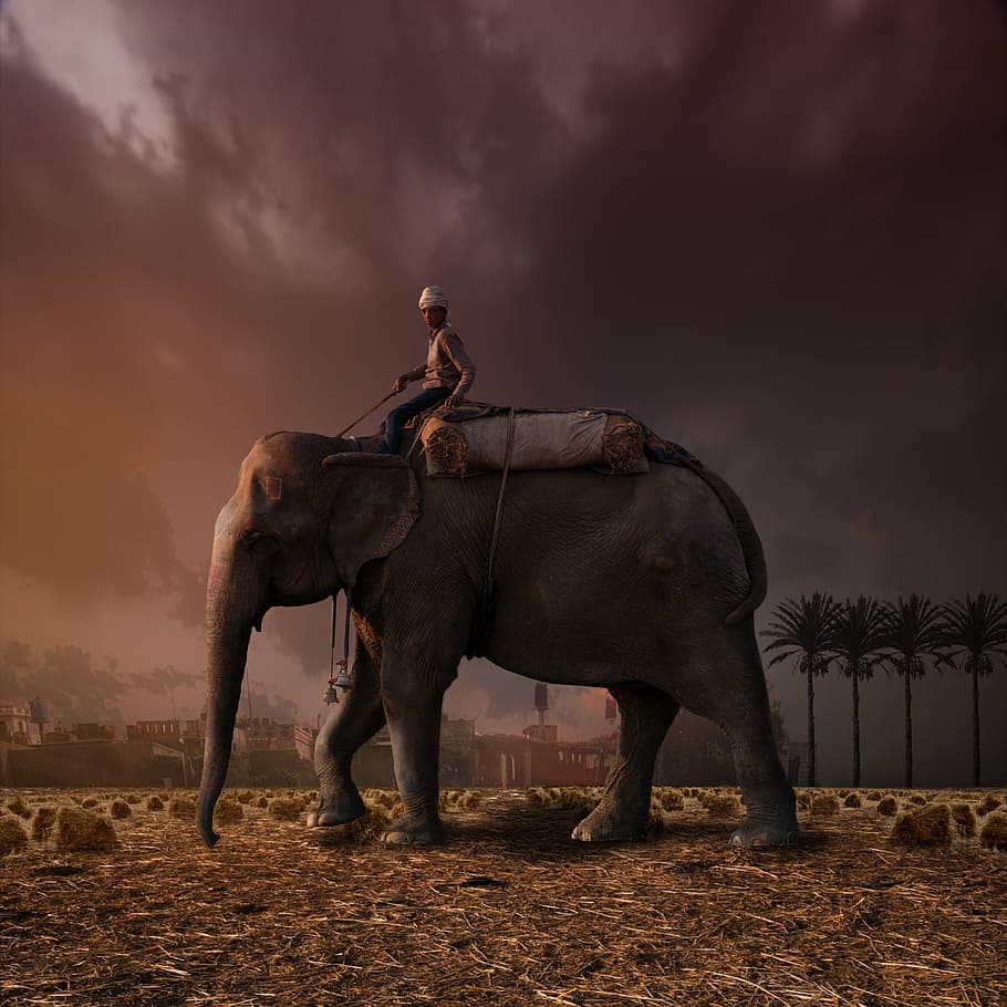 hombre montando elefante, rojo, fantasía, elefante, elefante y jinete, desierto, Temas de animales, animal, mamífero, fauna animal