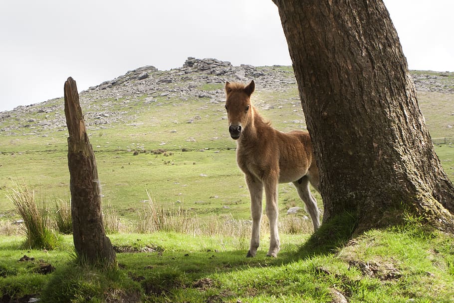 Brown, al lado, árbol, Dartmoor, Pony, caballo, Devon, Wild, Inglaterra, páramo