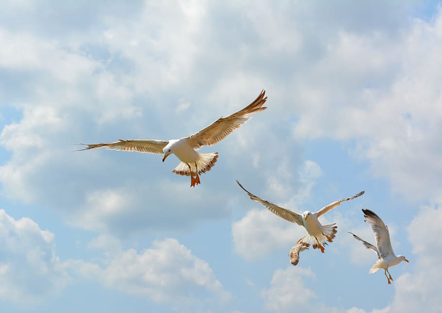 bird flying in the clouds