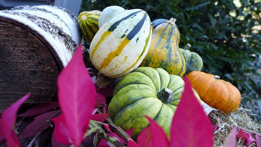 pumpkin, deco, decoration, halloween, thanksgiving, autumn, orange, pumpkins, colorful, decorative pumpkins