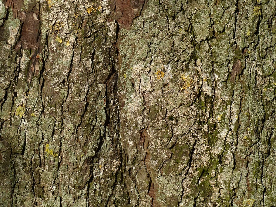 bark, tree bark, chestnut, chestnut tree, tribe, tree, log, textured, full frame, trunk