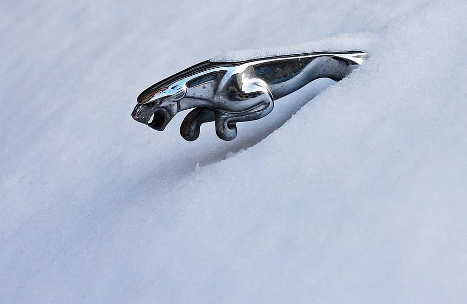 Jaguar, Snow, Winter, cold - Temperature, white, ice, no People, frozen, close-up, cold temperature