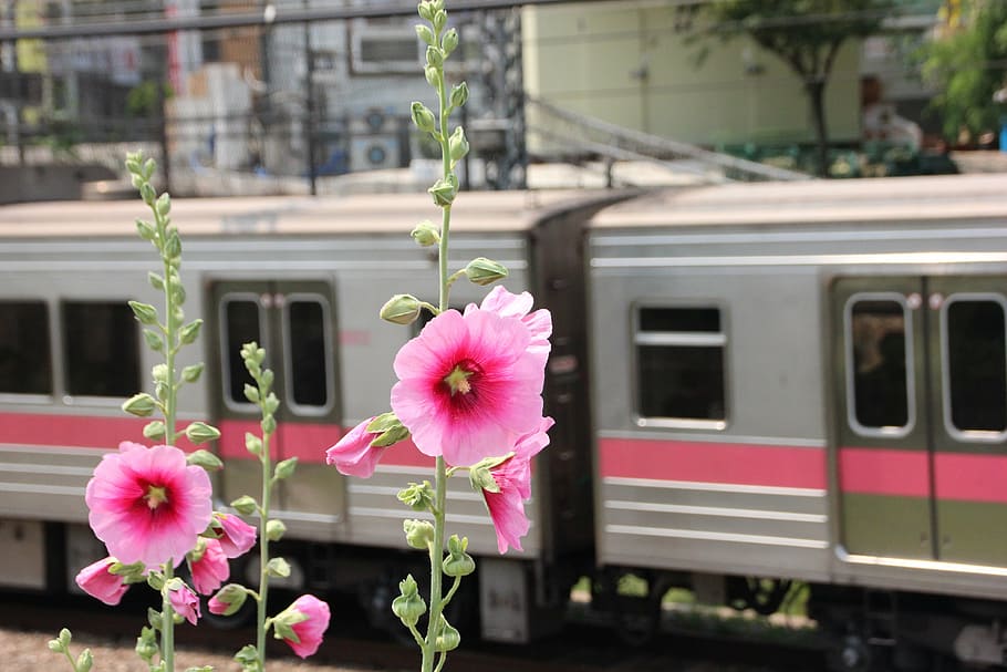 merah muda, bunga petaled, stasiun kereta api, siang hari, kereta api, kereta bawah tanah, republik korea, korea, kereta bawah tanah korea selatan, transportasi