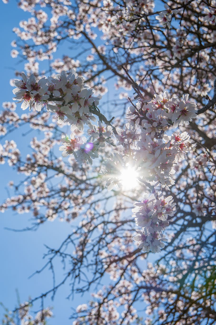 Sun blossom. Цветущее миндальное дерево. Цветущий миндаль. Миндаль цветет. Цветущие деревья и солнце.