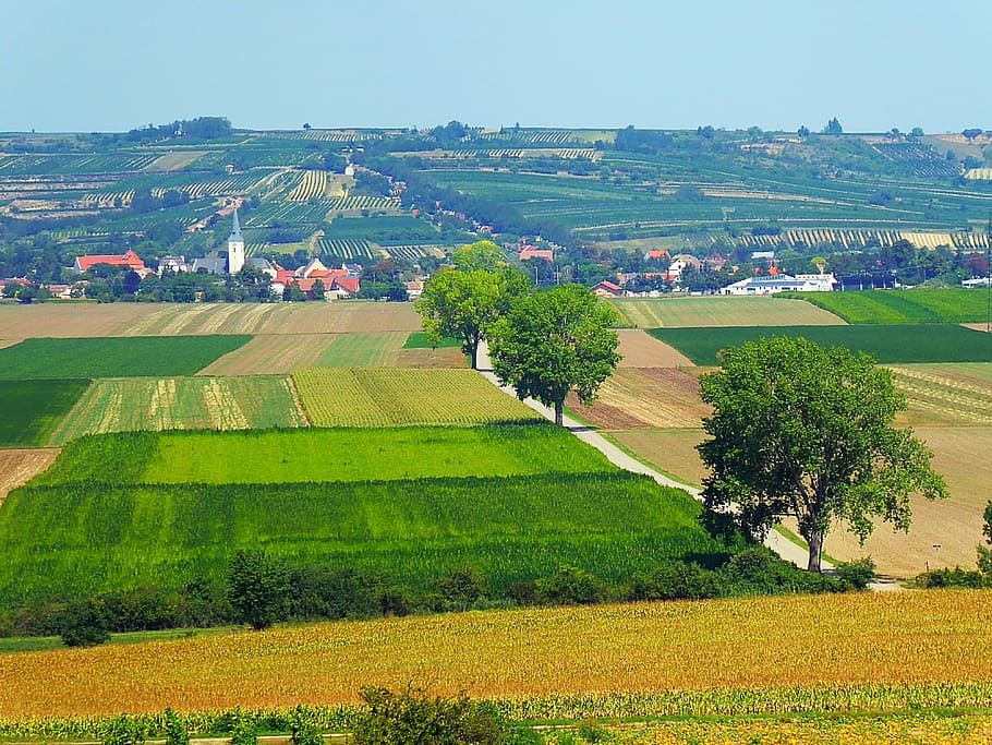 weinviertel, austria, hill land, vineyard, agricultural land, landscape, summer, nature, lower austria, plant