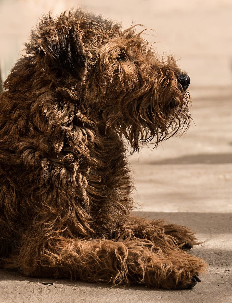 Irish Terrier, Dog, ungetrimmt, reverse wuschelt, pets, one animal, domestic animals, animal themes, domestic, canine