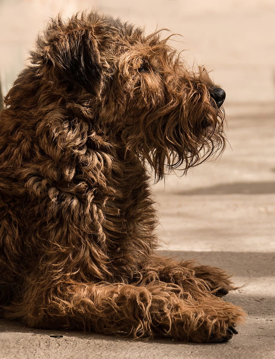 are irish terrier puppies lazy