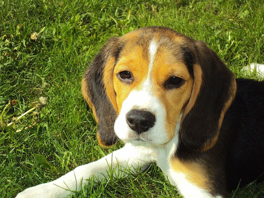 tricolor, beagle puppy, grass field, beagle, hound, dog, canine, purebred, doggy, pets