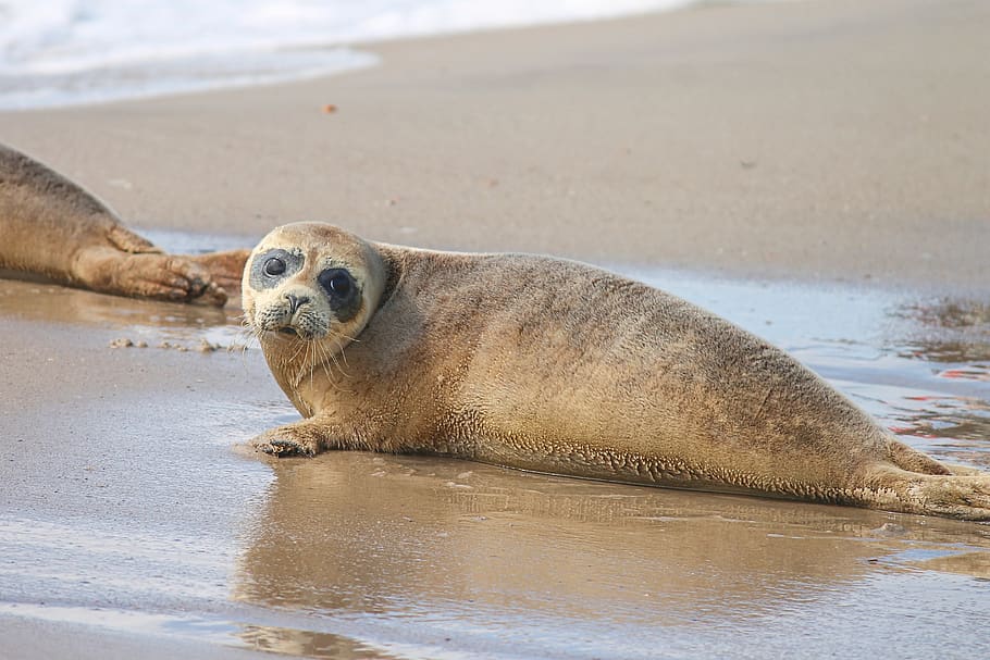 robbe, young animal, beach, north sea, fur, face, seals fur, howler, naturalizing, leave blank