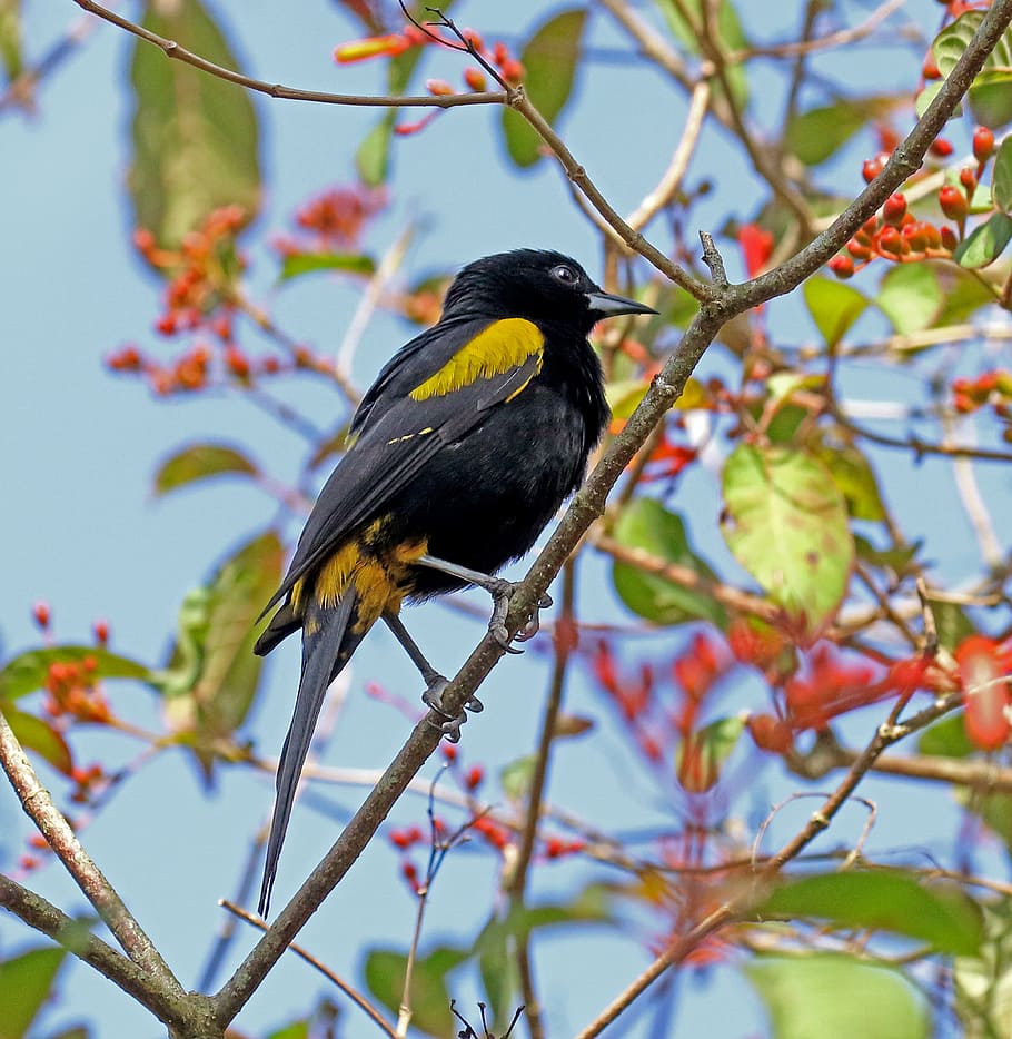 bird, tree branch, cuban oriole, cuba, yellow and black, forest, nature, wildlife, wild, beak