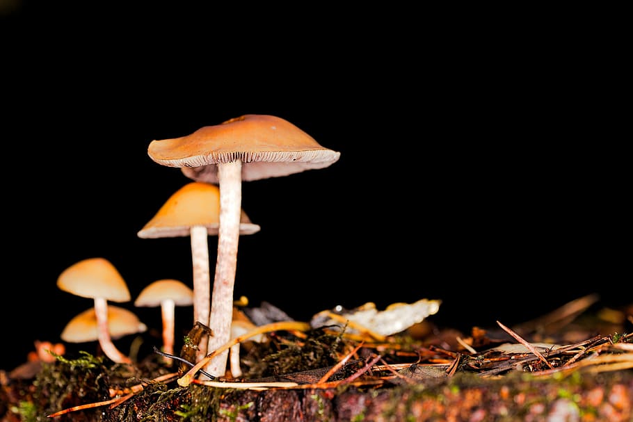 jamur, ras, jamur payung, topi, musim gugur, alam, tidak berbudaya, lumut, hadiah, pertumbuhan