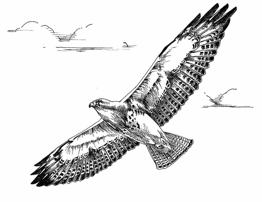 flight, bird, hawk, swainson, drawing, white, black, illustration, line, art