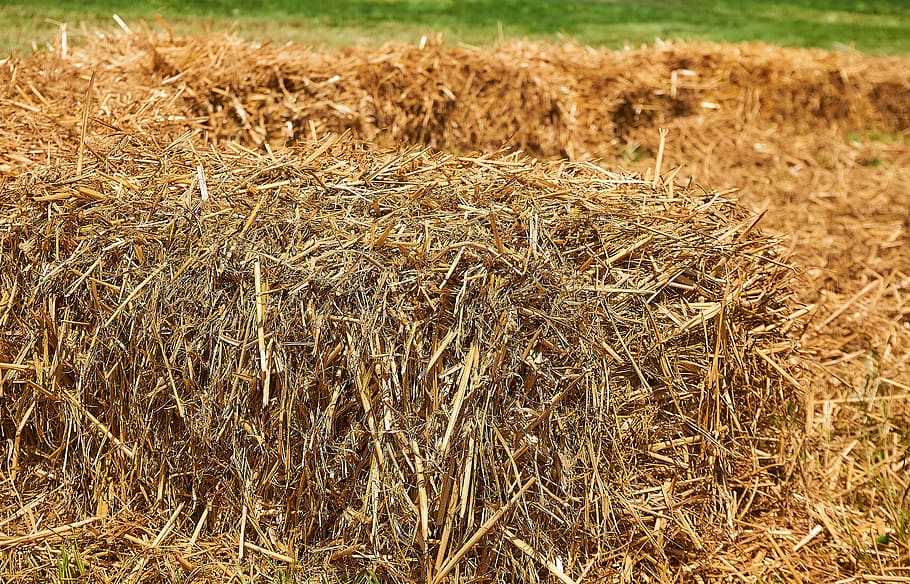 Free download | straw, straw bales, pile of straw, close up, cereals ...