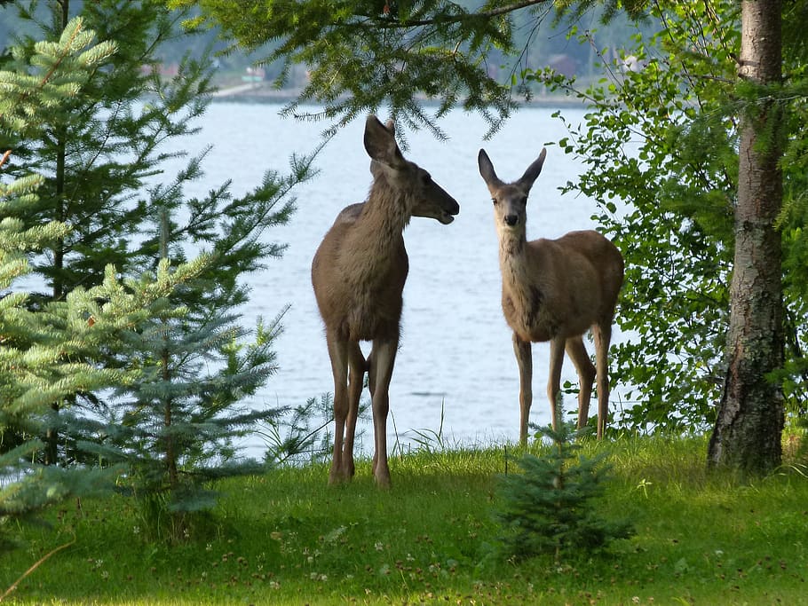 deer, animals, mammal, watching, beware, attention, lake, forest, nature, outside