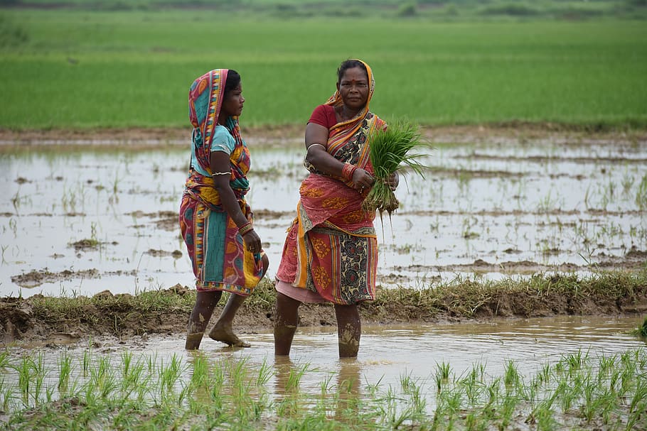 Two women transplanting rice. Image: PX Fuel
