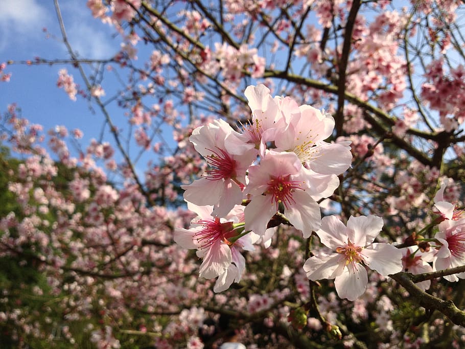 pink, blossoms, bloom, flower, tree, branch, nature, plant, outdoor, farm
