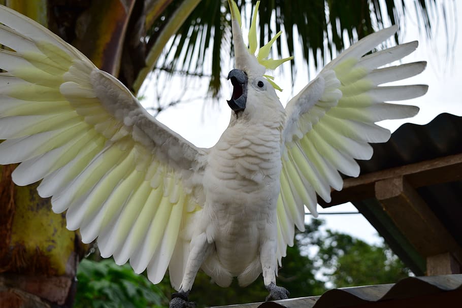 white, yellow, coconut tree, Parrot, Attack, Animal, bird, one animal, animal themes, spread wings