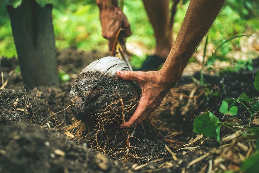 person, holding, gray, coconut, soil, land, environment, nature, plants, roots