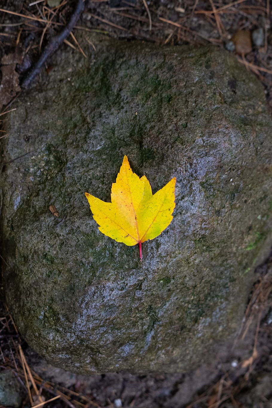 lone, autumn, leaf, fall, foliage, trees, rocks, rain, wet, nature