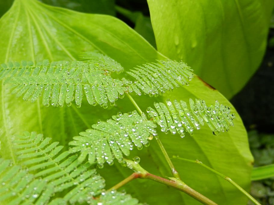 polypody, fern, foliage, leaf, a drop of, drops, rosa, dew drops, water, droplets