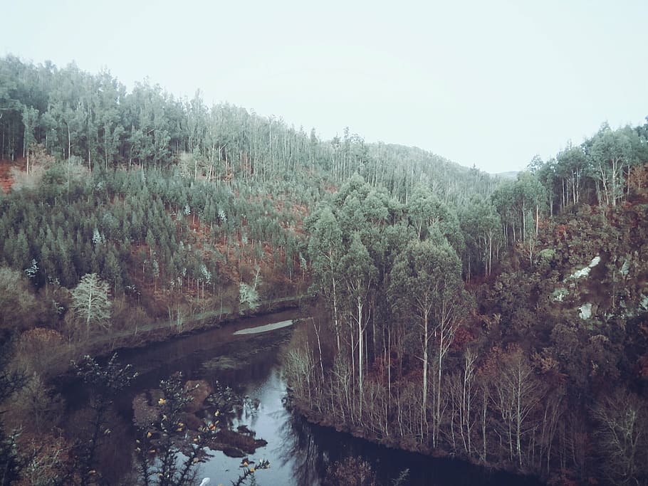 поток, Деревьями, дневное время, природа, фотография, лес, река, воды, Лес, на открытом воздухе