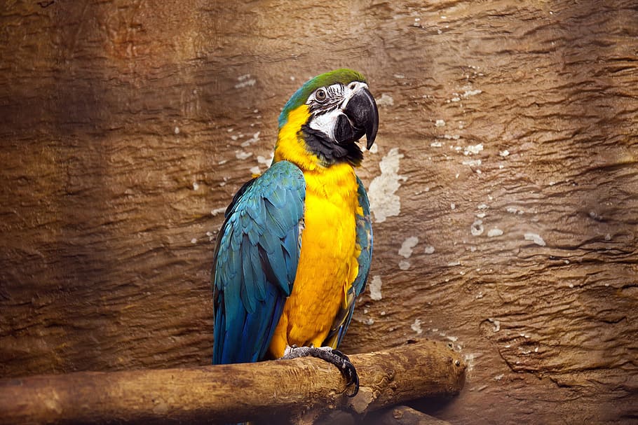 parrot, macaw, bright, tropical, bird, nature, colorful, yellow, aviary, vertebrate