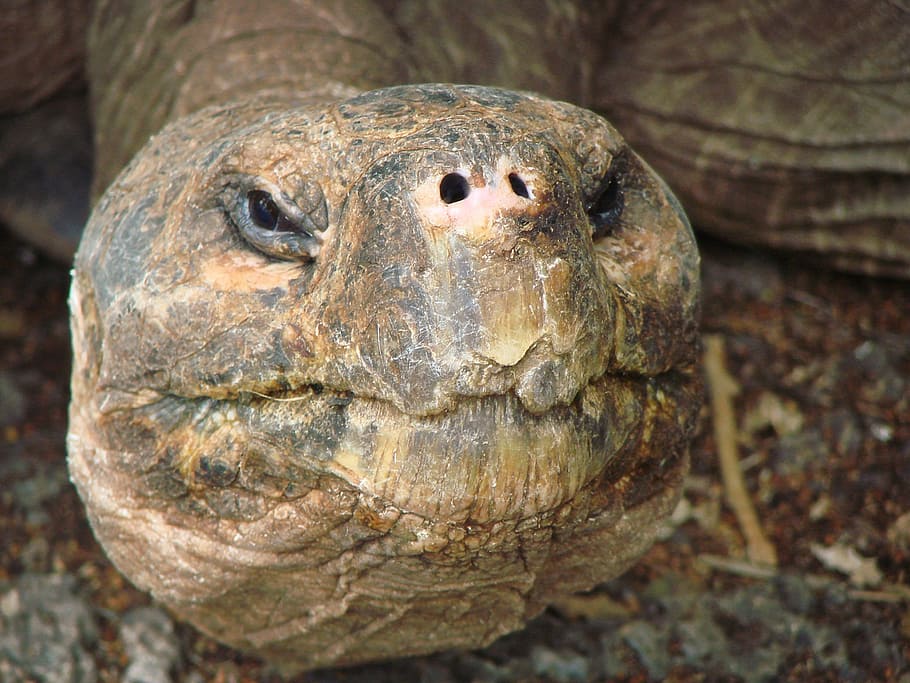 close-up photo, gray, brown, turtle, tortoise, giant, old, head, galapagos islands, ecuador