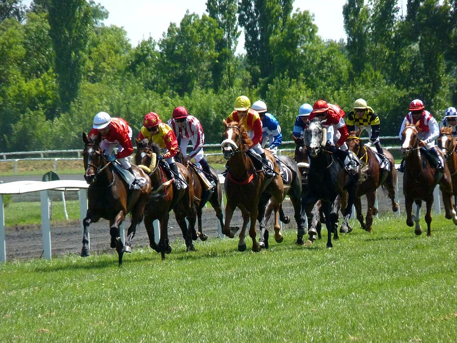 race, racing, horse, hippodrome, sport, competition, horseracing Track, sports Track, competitive Sport, horse Racing