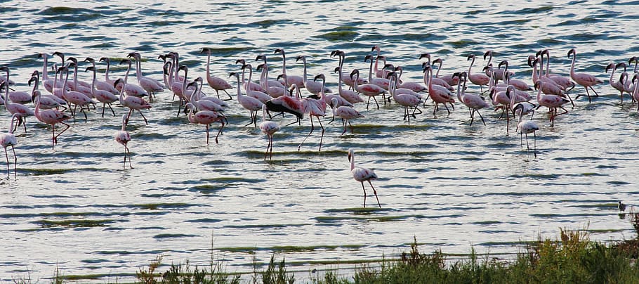flamingo, pink, bird, nature, wildlife, colorful, africa, animals in the wild, animal wildlife, animal themes