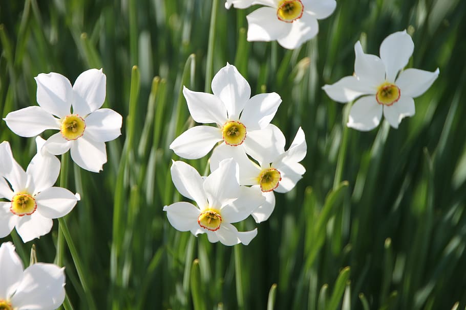 flores brancas, narciso, flores, jardim, gerânio, junquilhos, branco, plantas, primavera, planta