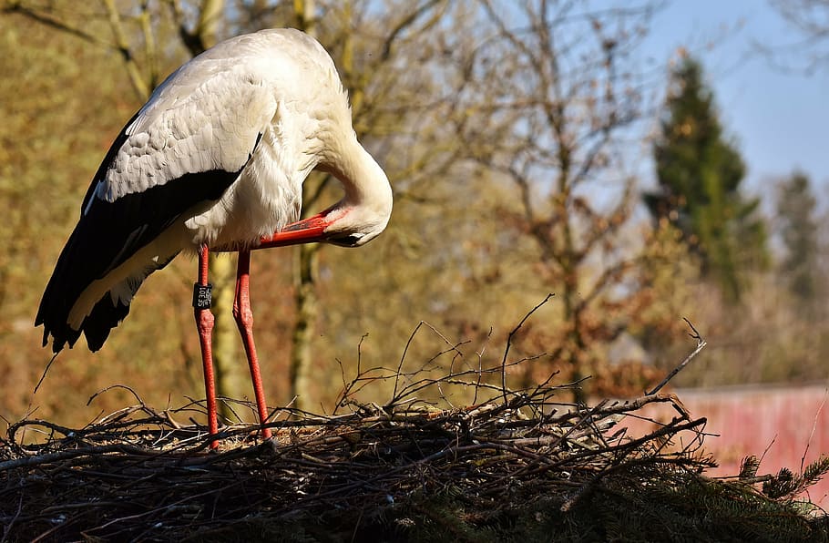 white, red, crane, nest, stork, pride, bird, meadow, animal portrait, rattle stork