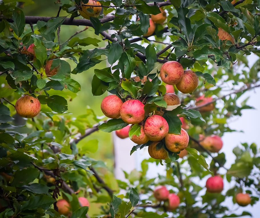 maçãs da Caxemira, maçãs, maçãs vermelhas, maçãs douradas, frutas, árvore, natureza, alimentação saudável, fruta, comida