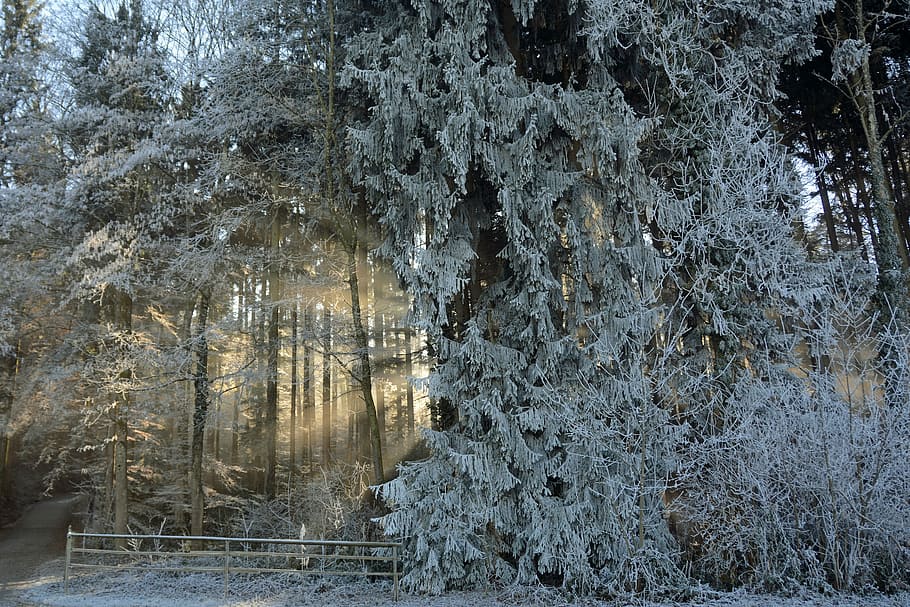 серый, забор, дерево, лес, деревья, природа, пейзаж, солнечный свет, луч света, настроение