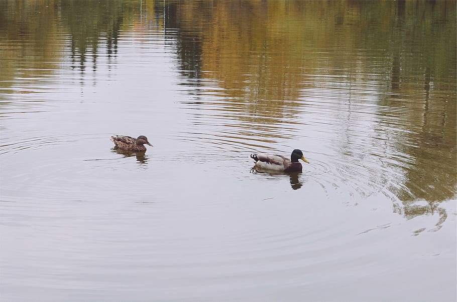 two, mallard ducks, body, water, ducks, daytime, lake, animals in the wild, animal themes, swimming