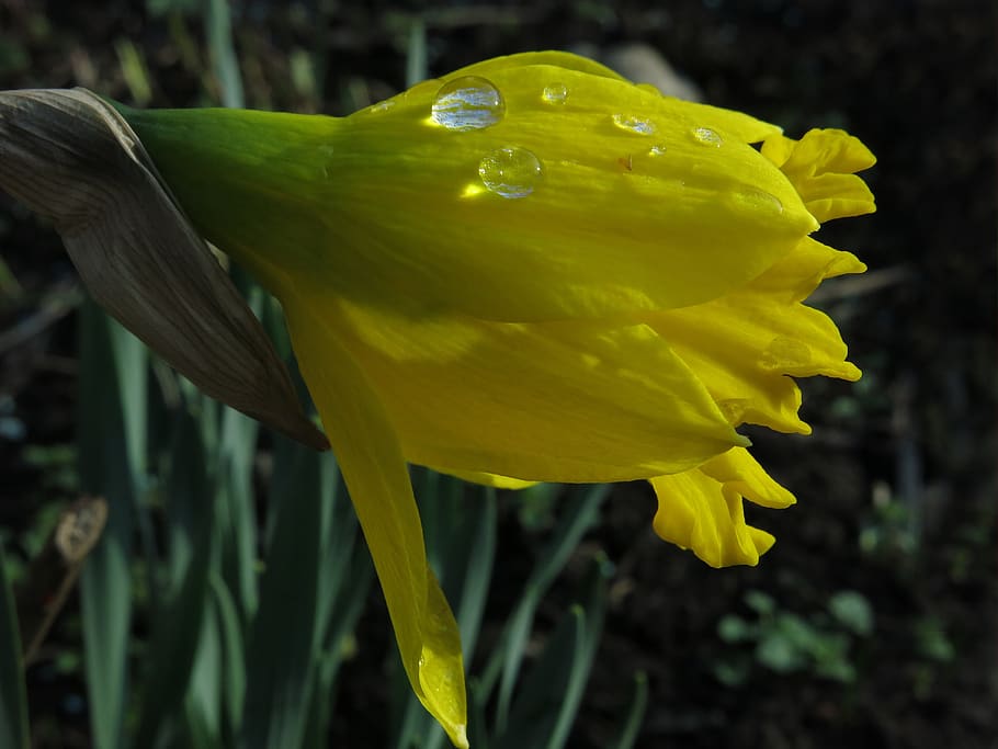 narciso, planta de amarilis, naturaleza, planta, hoja, flor, flor amarilla,  planta floreciendo, primer plano, vulnerabilidad | Pxfuel