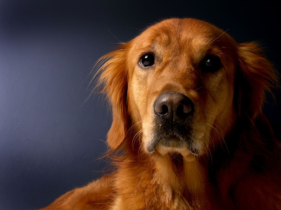 closeup, short-coated, brown, dog, golden retriever, retriever, animal, pet, fur, animal portrait