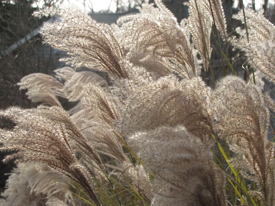 grass, wind, swaying, fluffy, blowing, plant, growth, nature, day, close-up