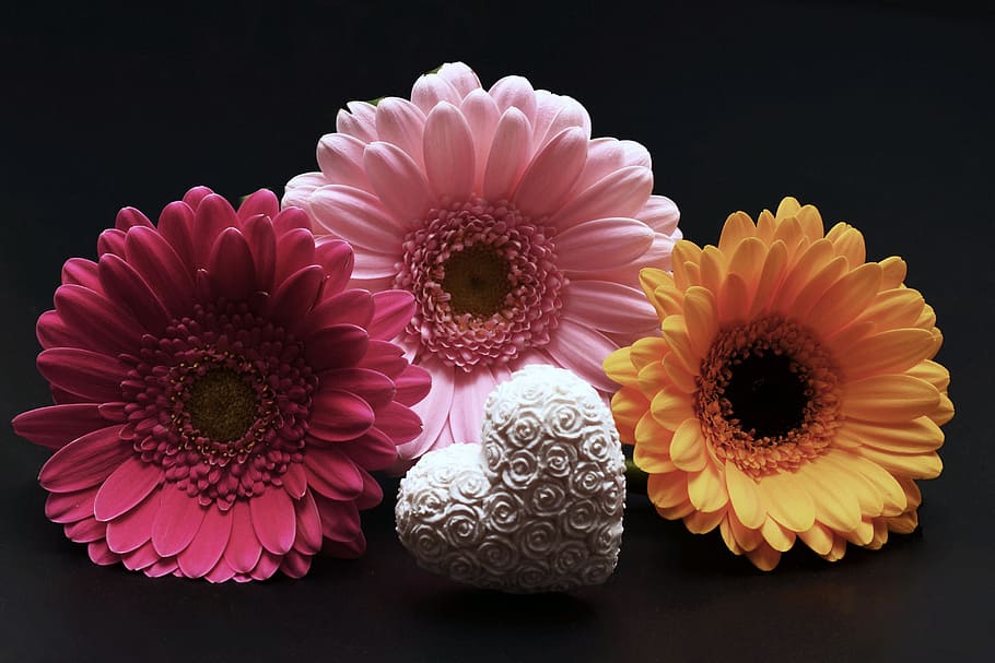 three assorted-color sunflowers, gerbera, flowers, heart, valentine's day, pink, yellow, love, romance, mother's day