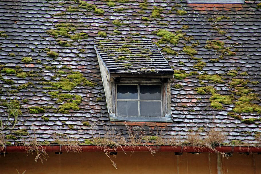 window, roof, roof windows, lost places, old, background, moss, roofing, forget, gutter